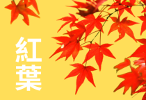 MÙA LÁ ĐỎ MOMIJI