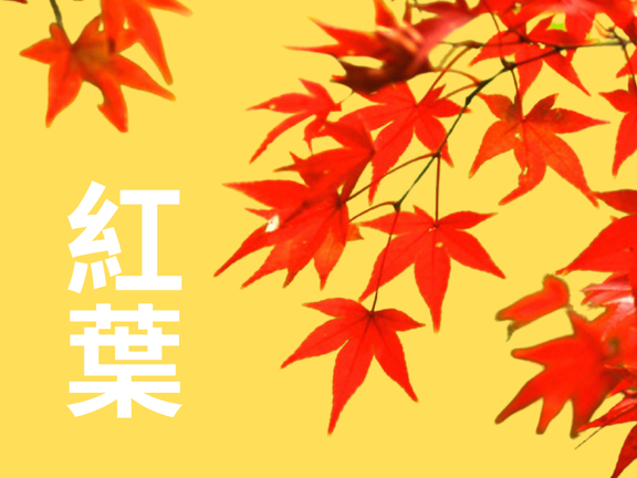 MÙA LÁ ĐỎ MOMIJI